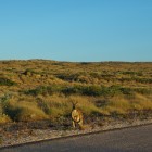 Känguru im Cape Range National Park