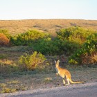 Känguru im Cape Range National Park
