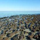 Stromalites an der Hamlin Pool Telegraph Station