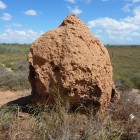Termitennest zwischen Coral Bay und Exmouth