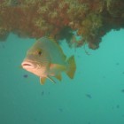 Tauchen Old Navy Pier (Exmouth)