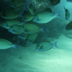 Tauchen Muiron Islands