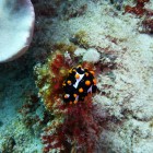 Tauchen Muiron Islands