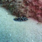 Tauchen Muiron Islands