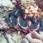 Tauchen Muiron Islands