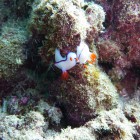 Tauchen Muiron Islands