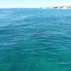 Manta nach den Tauchgängen bei den Muiron Islands