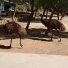 Emus auf dem Lighthouse Caravan Park Exmouth