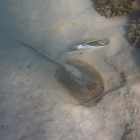 Schnorcheln Turquoise Bay (Cape Range National Park)