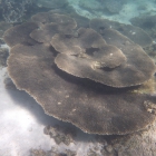 Schnorcheln Oyster Stacks (Cape Range National Park)