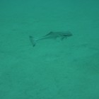 Tauchen Lighthouse Bay (Ningaloo Reef)