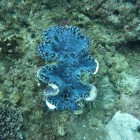 Tauchen Lighthouse Bay (Ningaloo Reef)