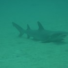 Tauchen Lighthouse Bay (Ningaloo Reef)