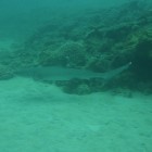 Tauchen Lighthouse Bay (Ningaloo Reef)