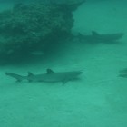 Tauchen Lighthouse Bay (Ningaloo Reef)