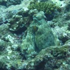 Tauchen am Ningaloo Reef