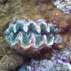 Tauchen am Ningaloo Reef