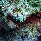 Tauchen am Ningaloo Reef