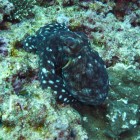 Tauchen am Ningaloo Reef