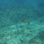 Schnorcheln am Ningaloo Reef
