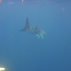 Walhai Schnorcheln am Ningaloo Reef