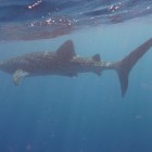 Walhai Schnorcheln am Ningaloo Reef