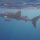 Walhai Schnorcheln am Ningaloo Reef