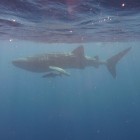 Walhai Schnorcheln am Ningaloo Reef