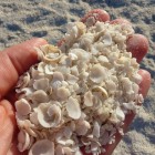 Shell Beach