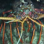 Tauchen am Moore Point (Geraldton)