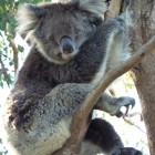 Koala im Yanchep National Park