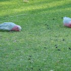 Papageien im Yanchep National Park