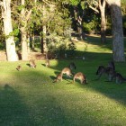 Kängurus im Yanchep National Park