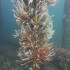 Tauchen an der Busselton Jetty