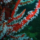 Tauchen an der Busselton Jetty