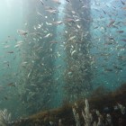Tauchen an der Busselton Jetty