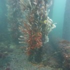 Tauchen an der Busselton Jetty