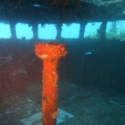 Tauchen an der HMAS Swan