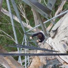 Gloucester Tree