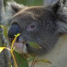 Koala im Yanchep National Park