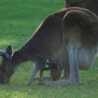 Kängurus im Yanchep National Park