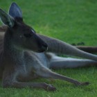 Känguru im Yanchep National Park