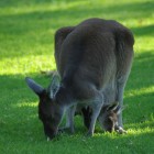 Kängurus im Yanchep National Park