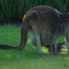 Kängurus im Yanchep National Park