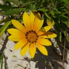 Blume am Strand von Lancelin