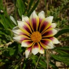 Blume am Strand von Lancelin