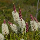 Blumen beim Zwischenstopp im Wanagarren Nature Reserve