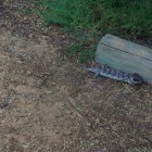 Echse am Indian Ocean Drive in der Nähe vom Nambung National Park