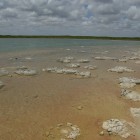 Stromatolithen im Lake Thetis