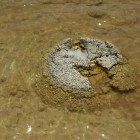 Stromatolith im Lake Thetis